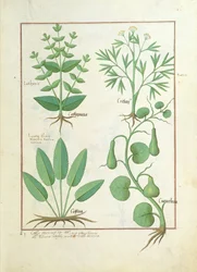 Euphorbia Lathyris, Beechwort, Mint and Fig, Illustration from The Book of Simple Medicine by Mattheaus Platearius